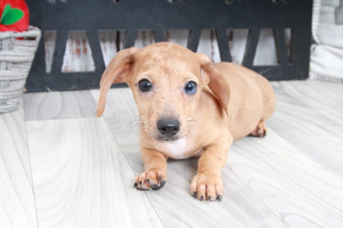 Puzzle - Handsome ACA Male Dachshund Puppy