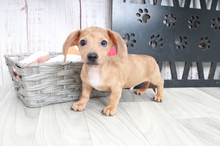 Puzzle - Handsome ACA Male Dachshund Puppy - Image 4