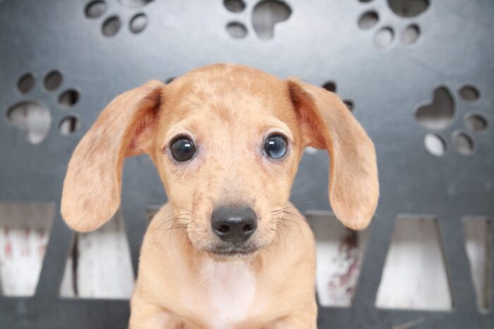 Puzzle - Handsome ACA Male Dachshund Puppy - Image 3