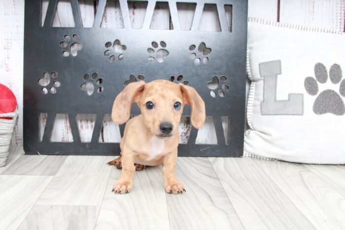 Puzzle - Handsome ACA Male Dachshund Puppy - Image 2