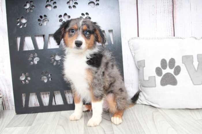 Que - Outgoing Blue Merle Male Aussiepoo Puppy