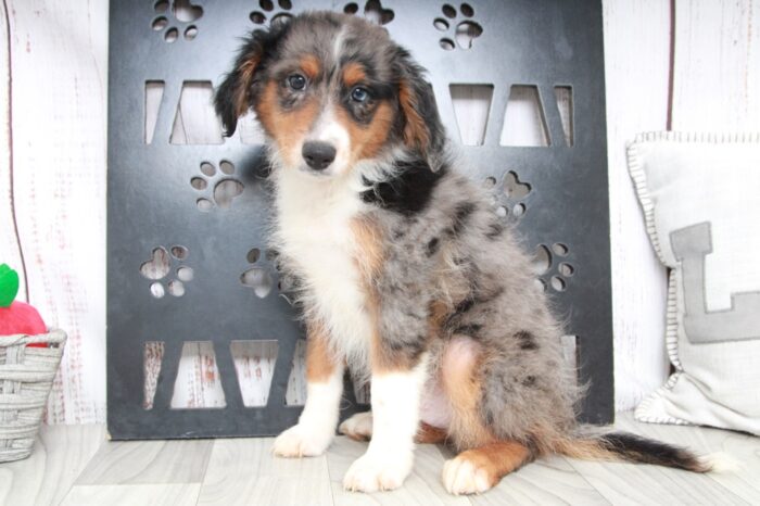 Que - Outgoing Blue Merle Male Aussiepoo Puppy - Image 4