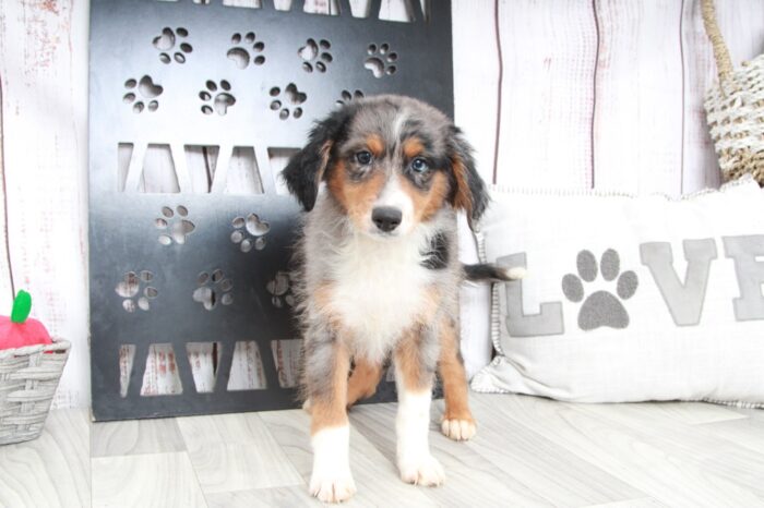 Que - Outgoing Blue Merle Male Aussiepoo Puppy - Image 3