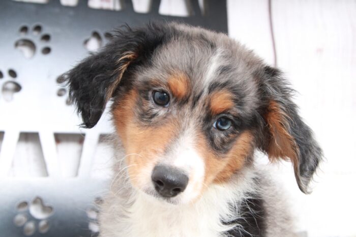 Que - Outgoing Blue Merle Male Aussiepoo Puppy - Image 2