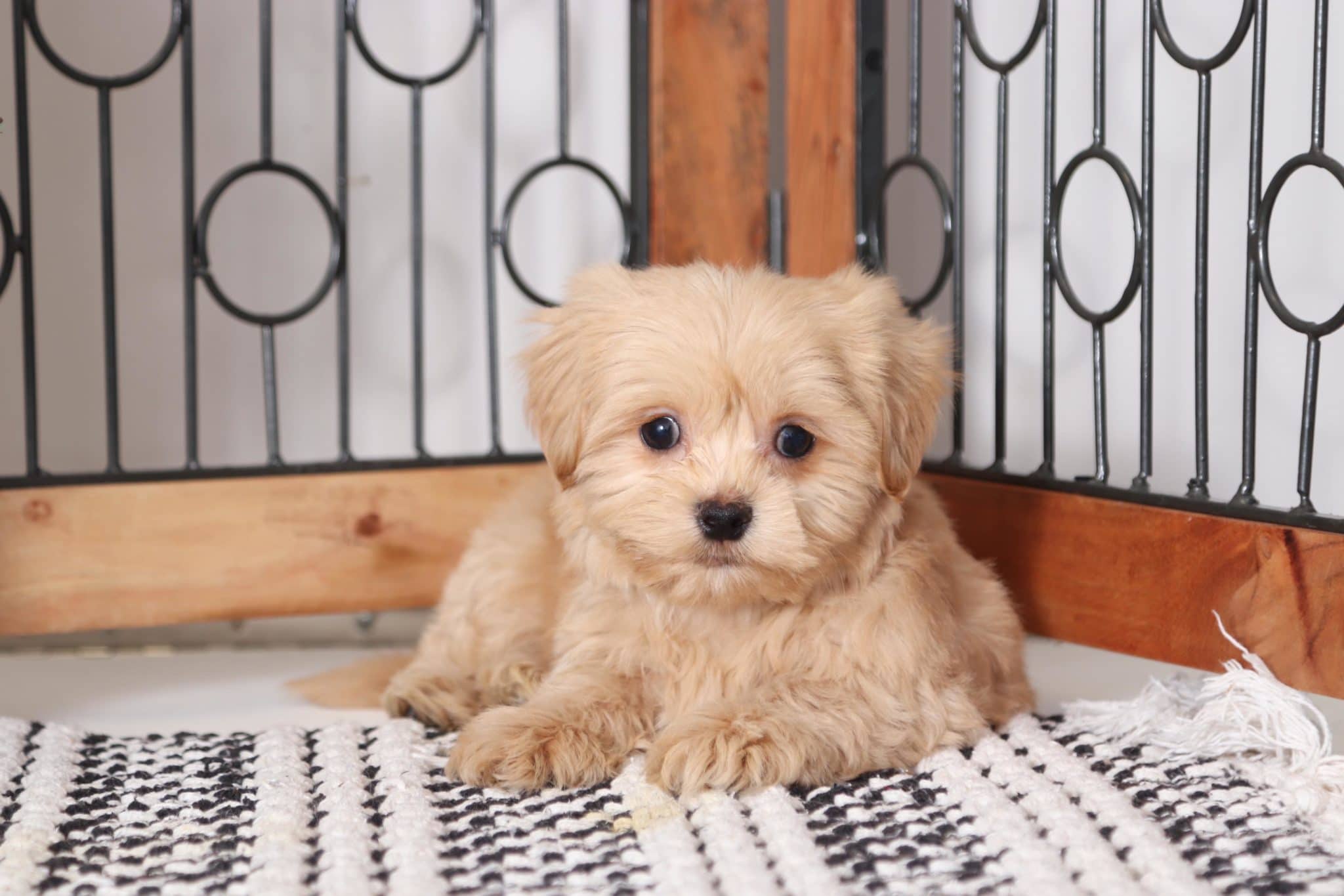 Quint - Handsome Little Male Teddy Bear Puppy