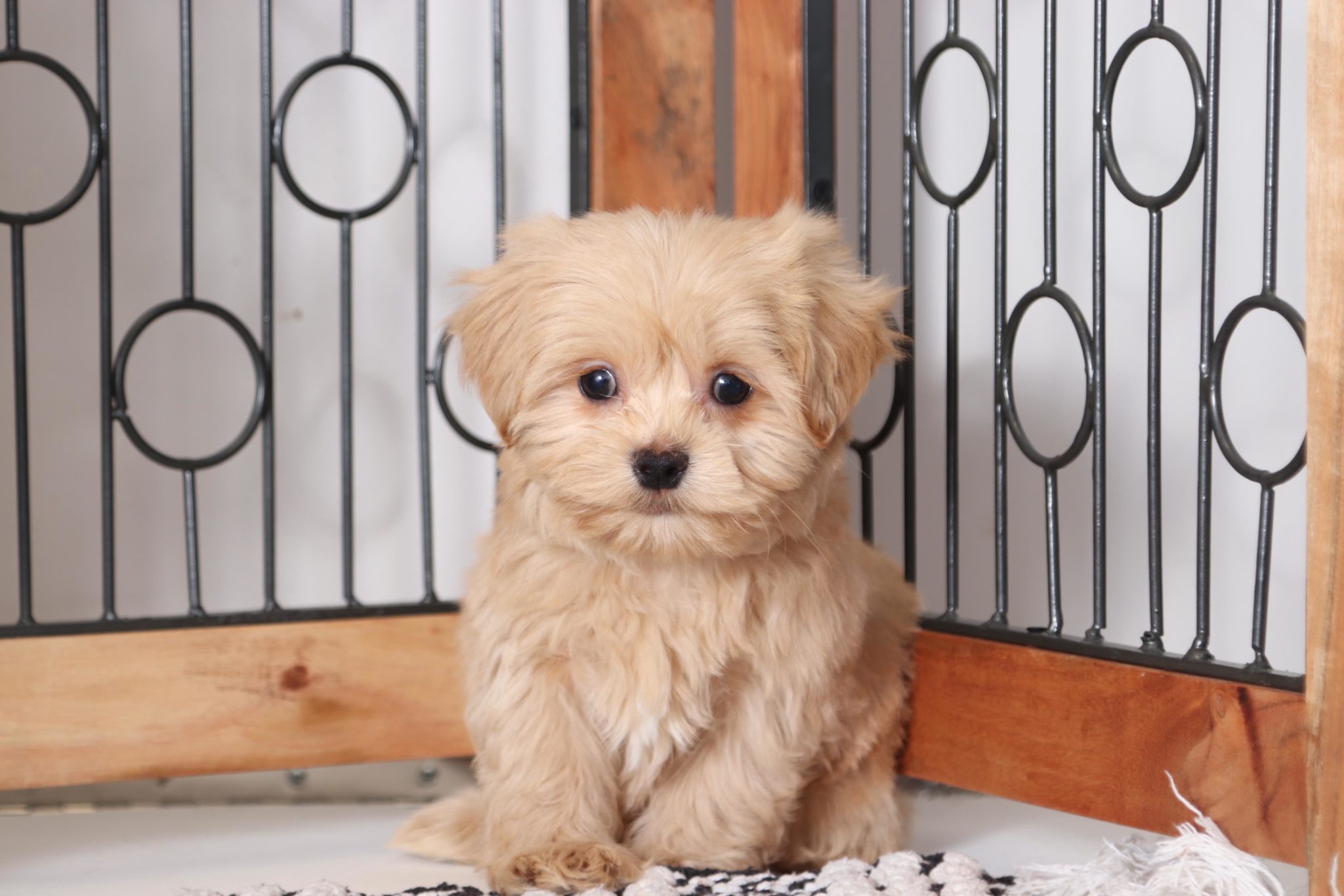Quint - Handsome Little Male Teddy Bear Puppy - Image 4