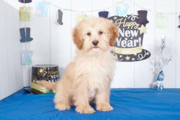 Raven - Dapper  Miniature Golden Doodle