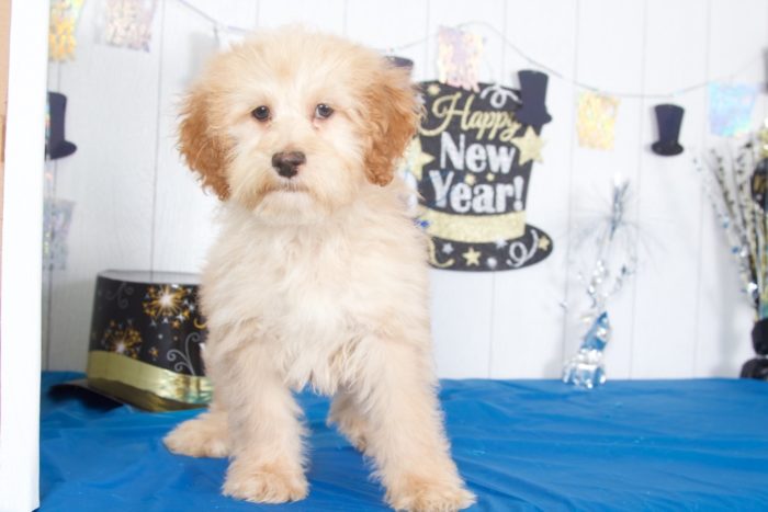 Raven - Dapper  Miniature Golden Doodle - Image 3