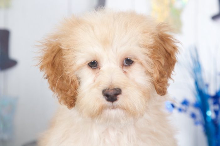 Raven - Dapper  Miniature Golden Doodle - Image 4