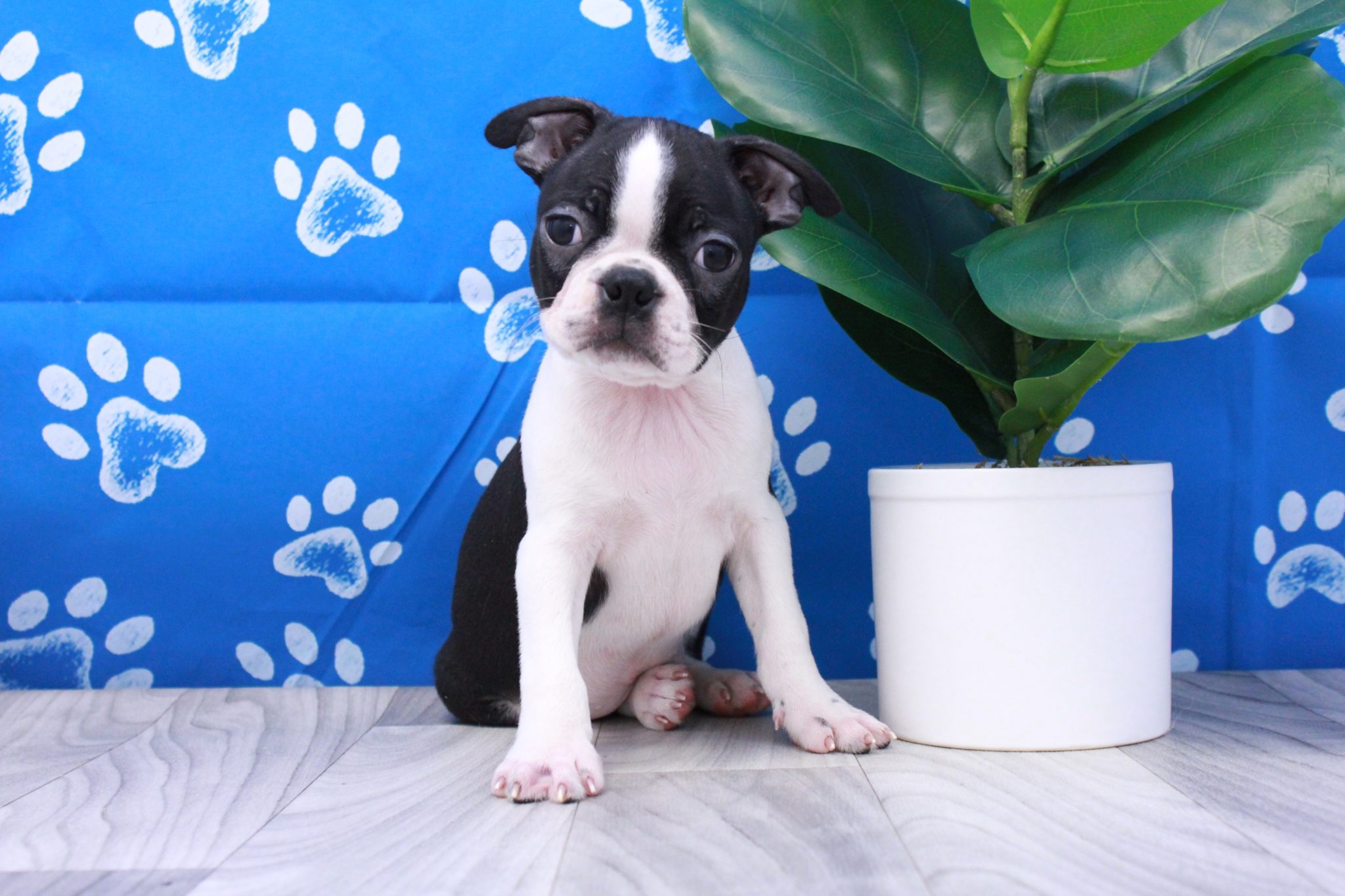 Rex - Cute ACA Male Boston Terrier Puppy - Image 2