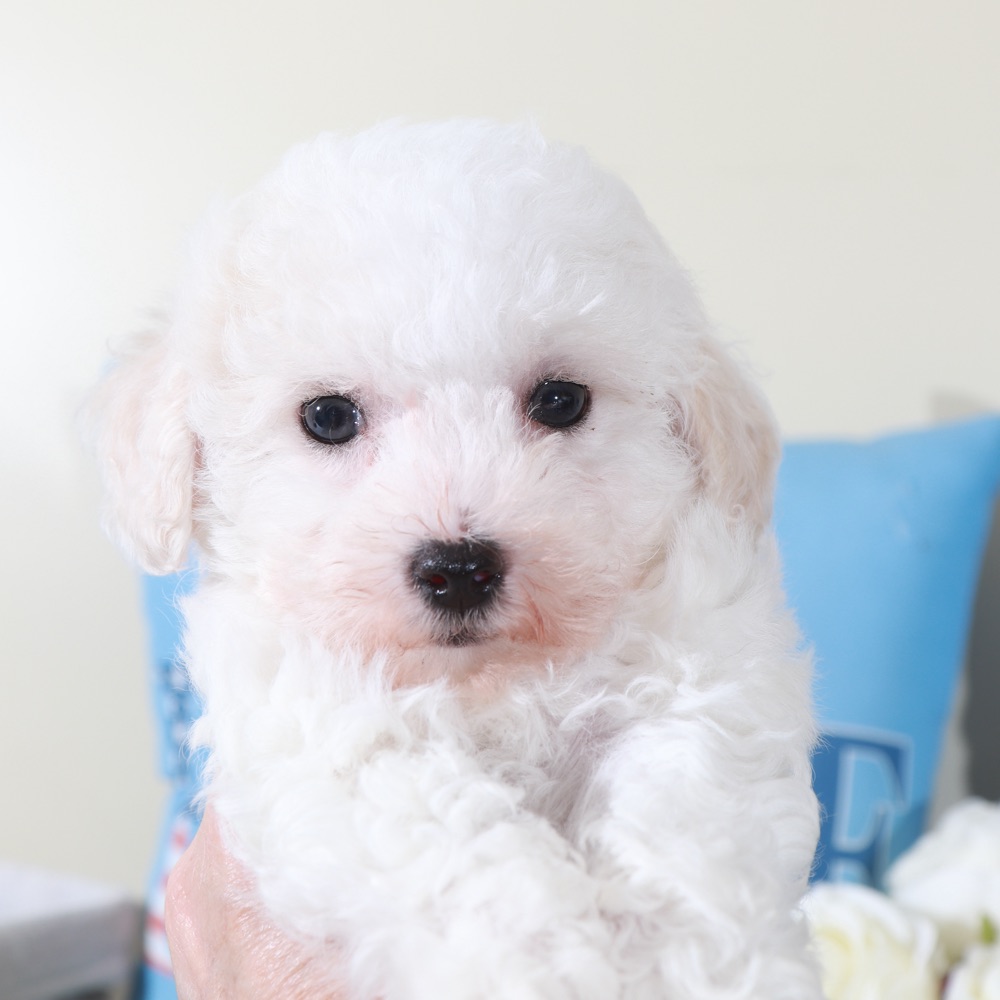 Rachel-Precious Female Bichon Frise Puppy