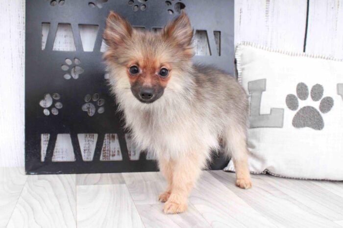 Ralph- Smart Little ACA Male Pomeranian Puppy