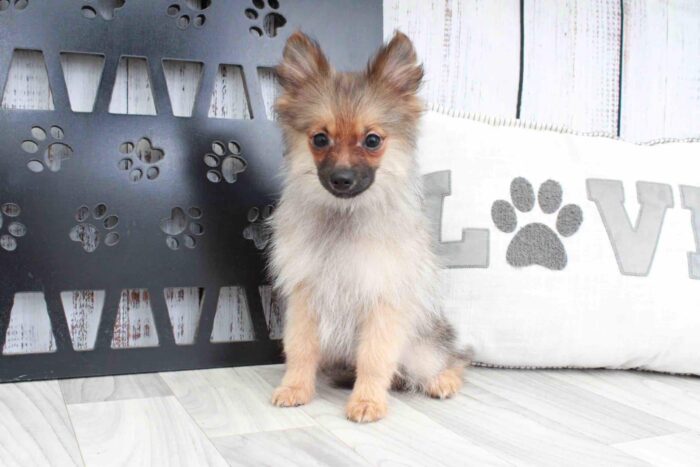 Ralph- Smart Little ACA Male Pomeranian Puppy - Image 2