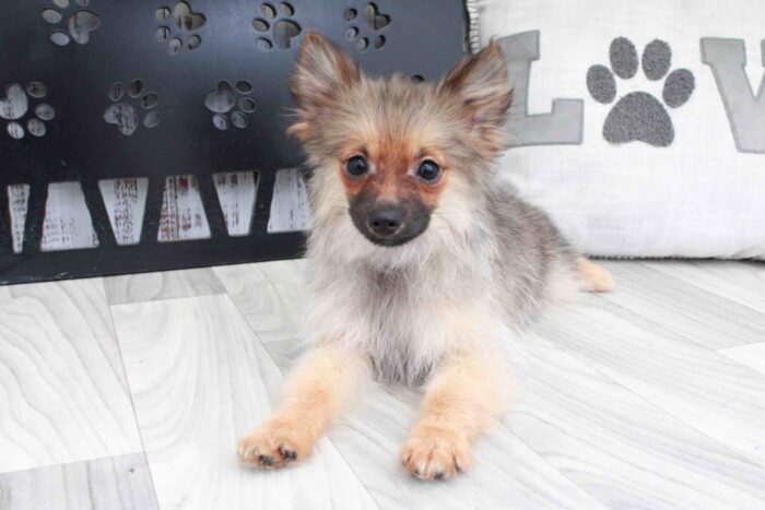 Ralph- Smart Little ACA Male Pomeranian Puppy - Image 3