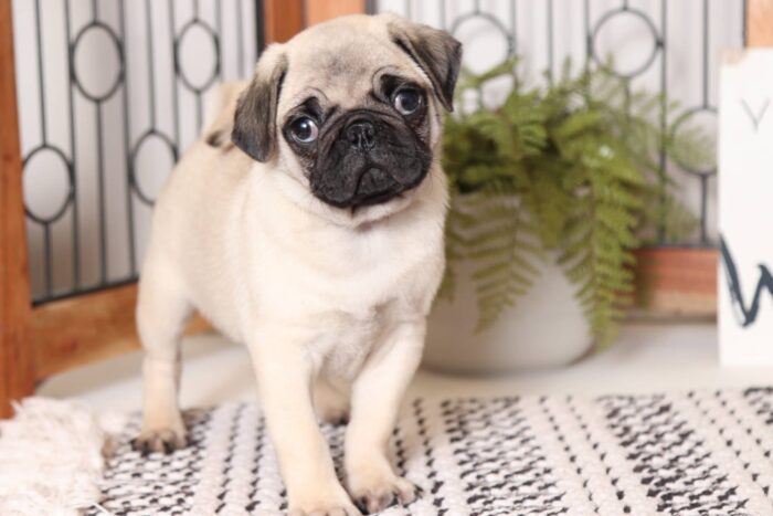 Rambo - Happy AKC Male Pug Puppy