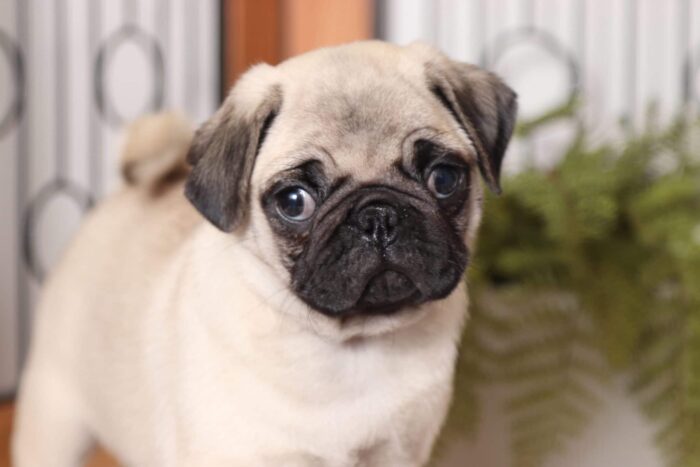 Rambo - Happy AKC Male Pug Puppy - Image 2