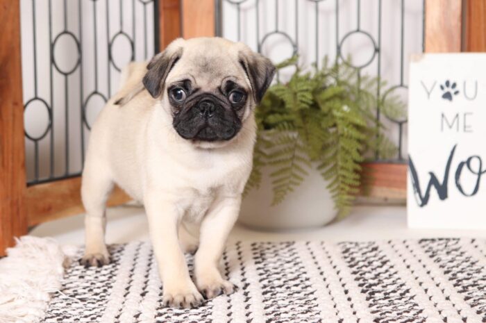 Rambo - Happy AKC Male Pug Puppy - Image 3