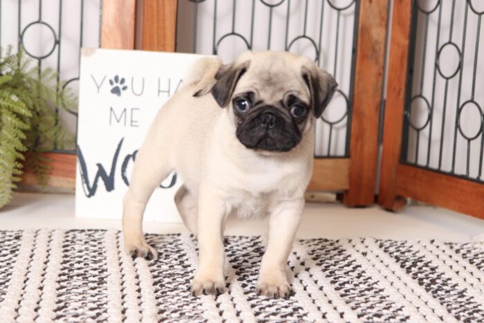 Rambo - Happy AKC Male Pug Puppy - Image 4