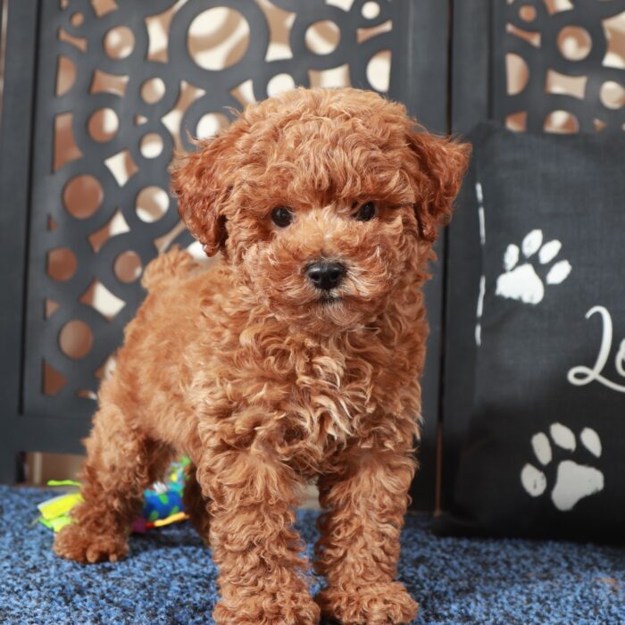 Ranger- Perfect F1B  Poochon Puppy - Image 2