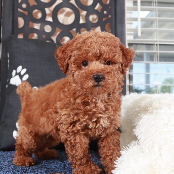 Ranger- Perfect F1B  Poochon Puppy - Image 3