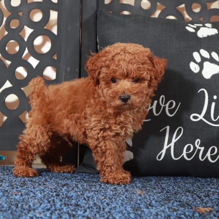 Ranger- Perfect F1B  Poochon Puppy - Image 4