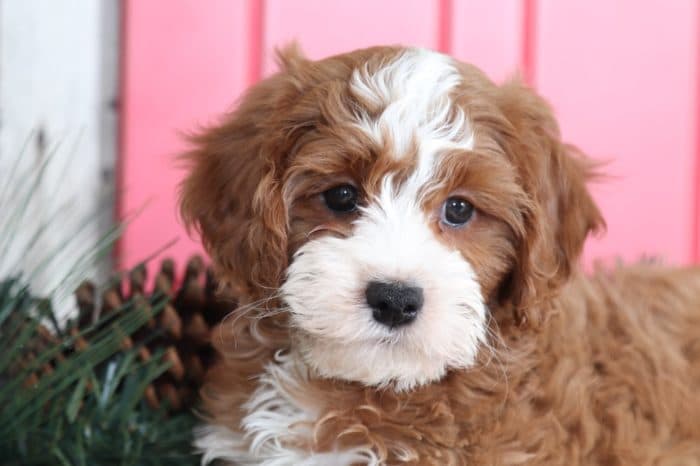 Ranger - Sweetest Cavapoo Puppy - Image 4