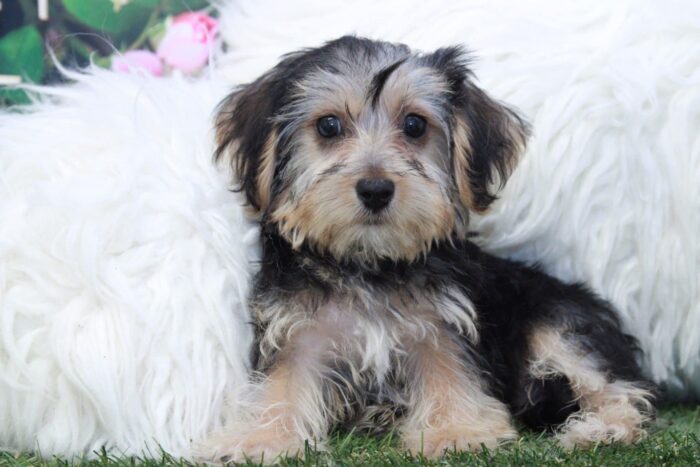 Rapunzel - Good Looking Female Yochon Puppy - Image 2