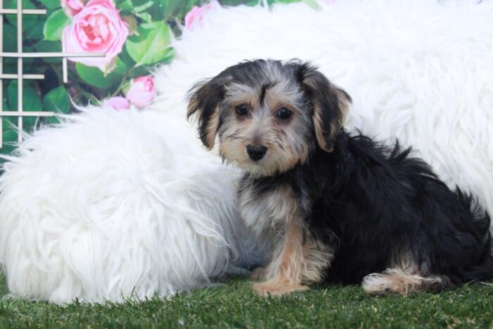 Rapunzel - Good Looking Female Yochon Puppy