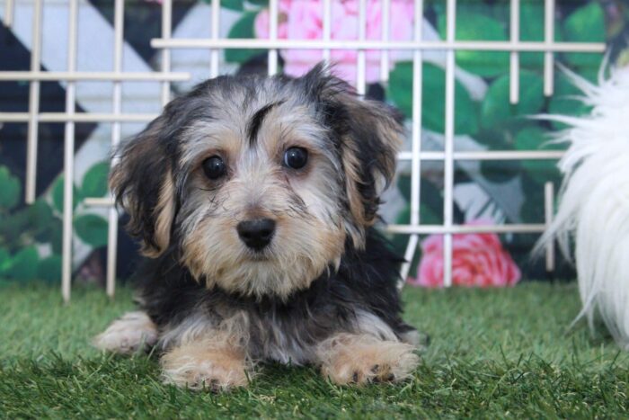 Rapunzel - Good Looking Female Yochon Puppy - Image 3