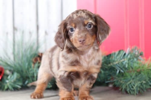 dapple doxie poo dapple doxie poo
