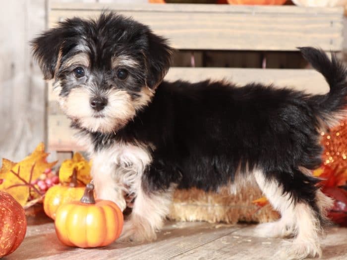 Raven - Lovely, Female, TOY Morkie - Image 4