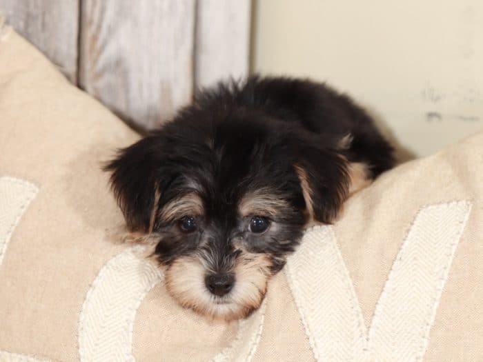 Raven - Lovely, Female, TOY Morkie - Image 3