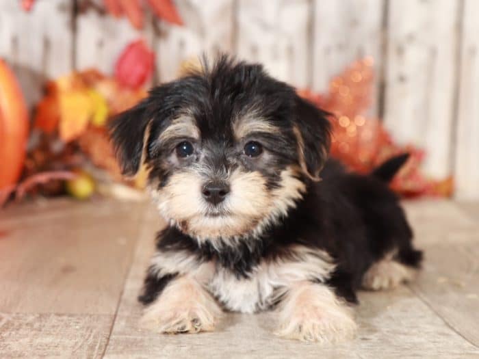 Raven - Lovely, Female, TOY Morkie - Image 2