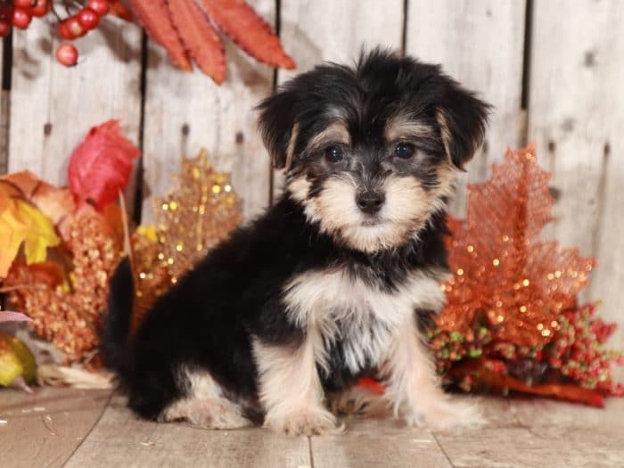 Raven - Lovely, Female, TOY Morkie