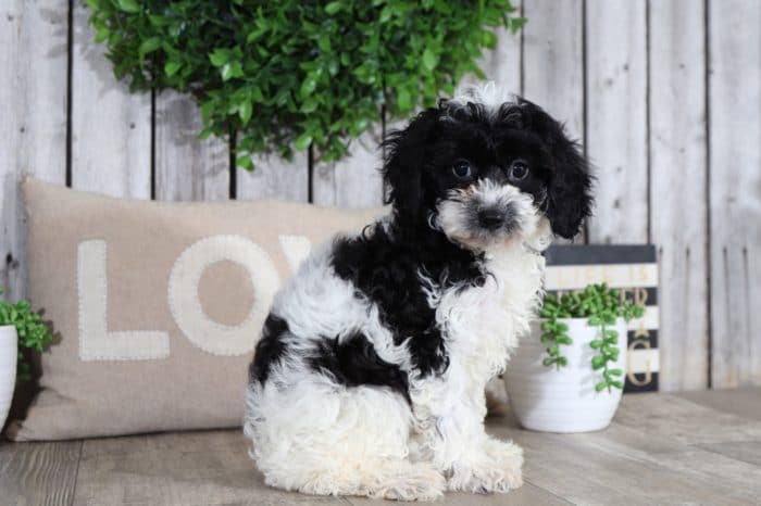 Reba- Darling CavaPoo