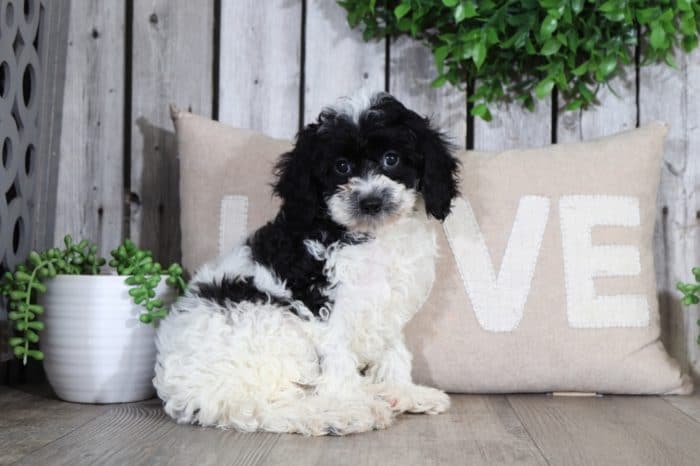 Reba- Darling CavaPoo - Image 2
