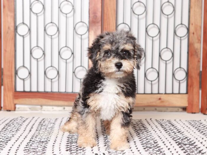Red - Merle Mini Poodle Puppy for Sale in Florida - Image 4