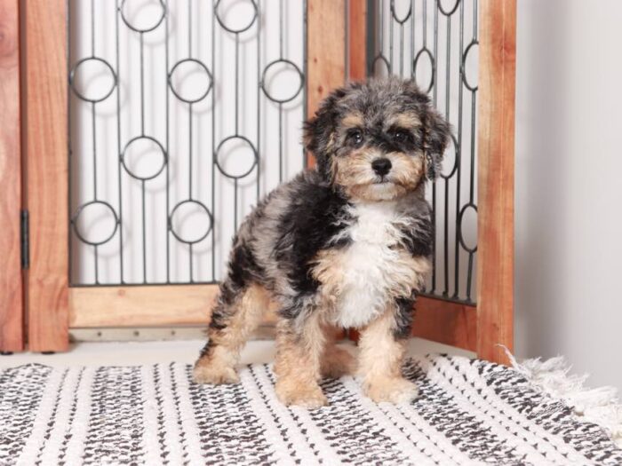 Red - Merle Mini Poodle Puppy for Sale in Florida