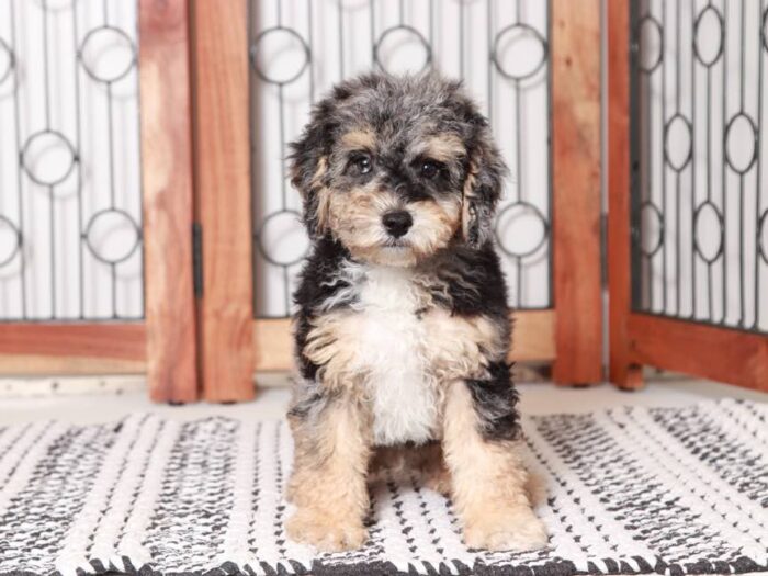 Red - Merle Mini Poodle Puppy for Sale in Florida - Image 2