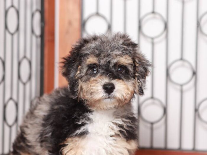Red - Merle Mini Poodle Puppy for Sale in Florida - Image 3