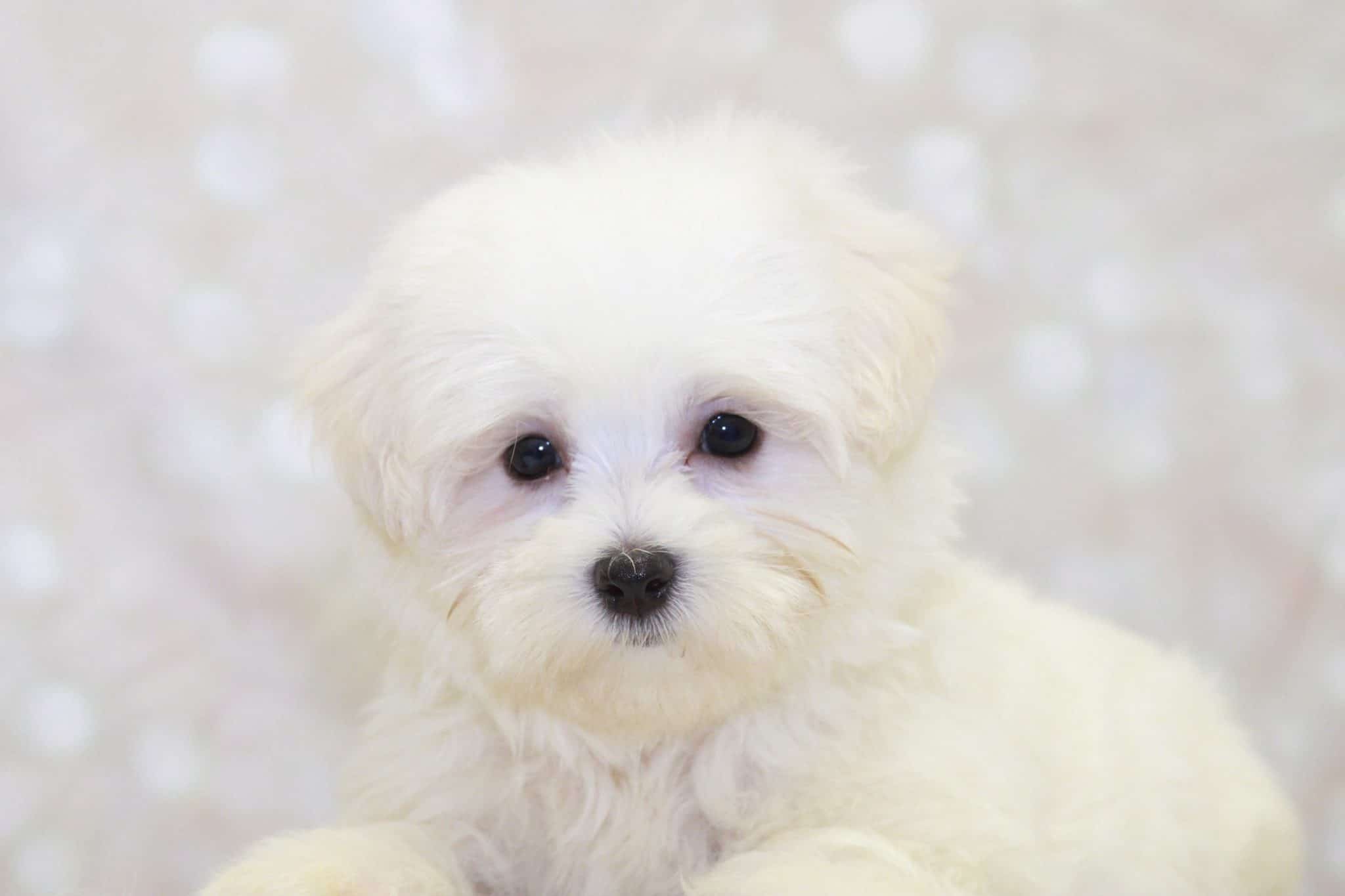 Reed - Outgoing Little AKC Male Maltese Puppy - Image 3