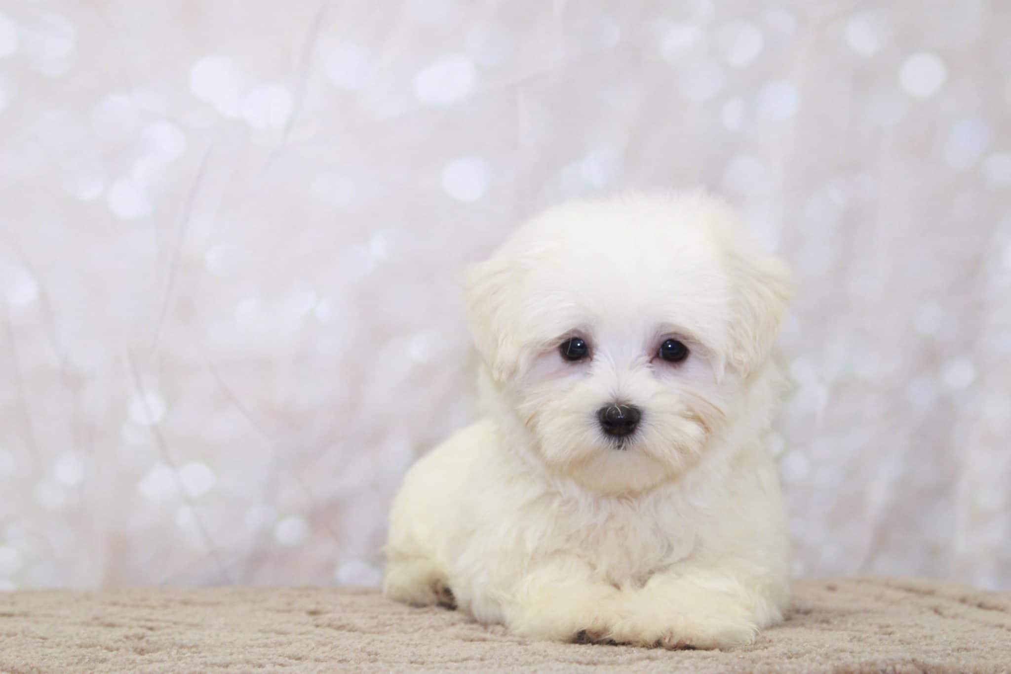 Reed - Outgoing Little AKC Male Maltese Puppy - Image 2