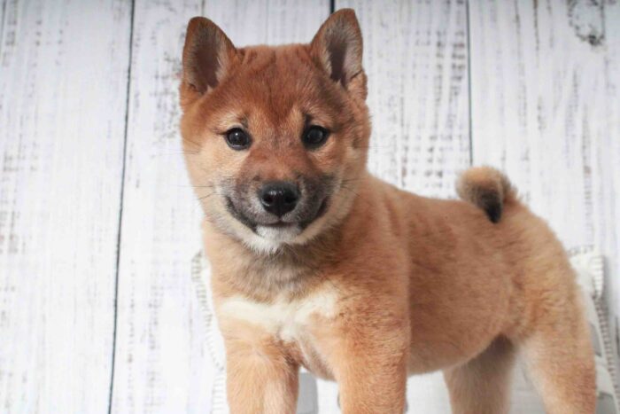 Regina - Happiest Red ACA Female Shiba-Inu Puppy