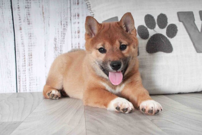 Regina - Happiest Red ACA Female Shiba-Inu Puppy - Image 3