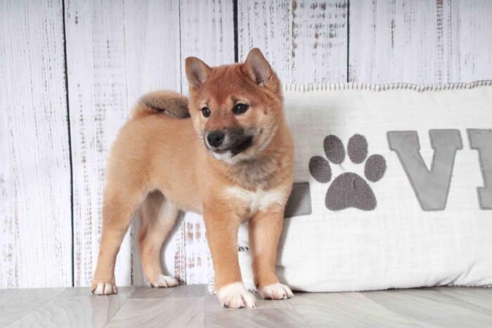 Regina - Happiest Red ACA Female Shiba-Inu Puppy - Image 2
