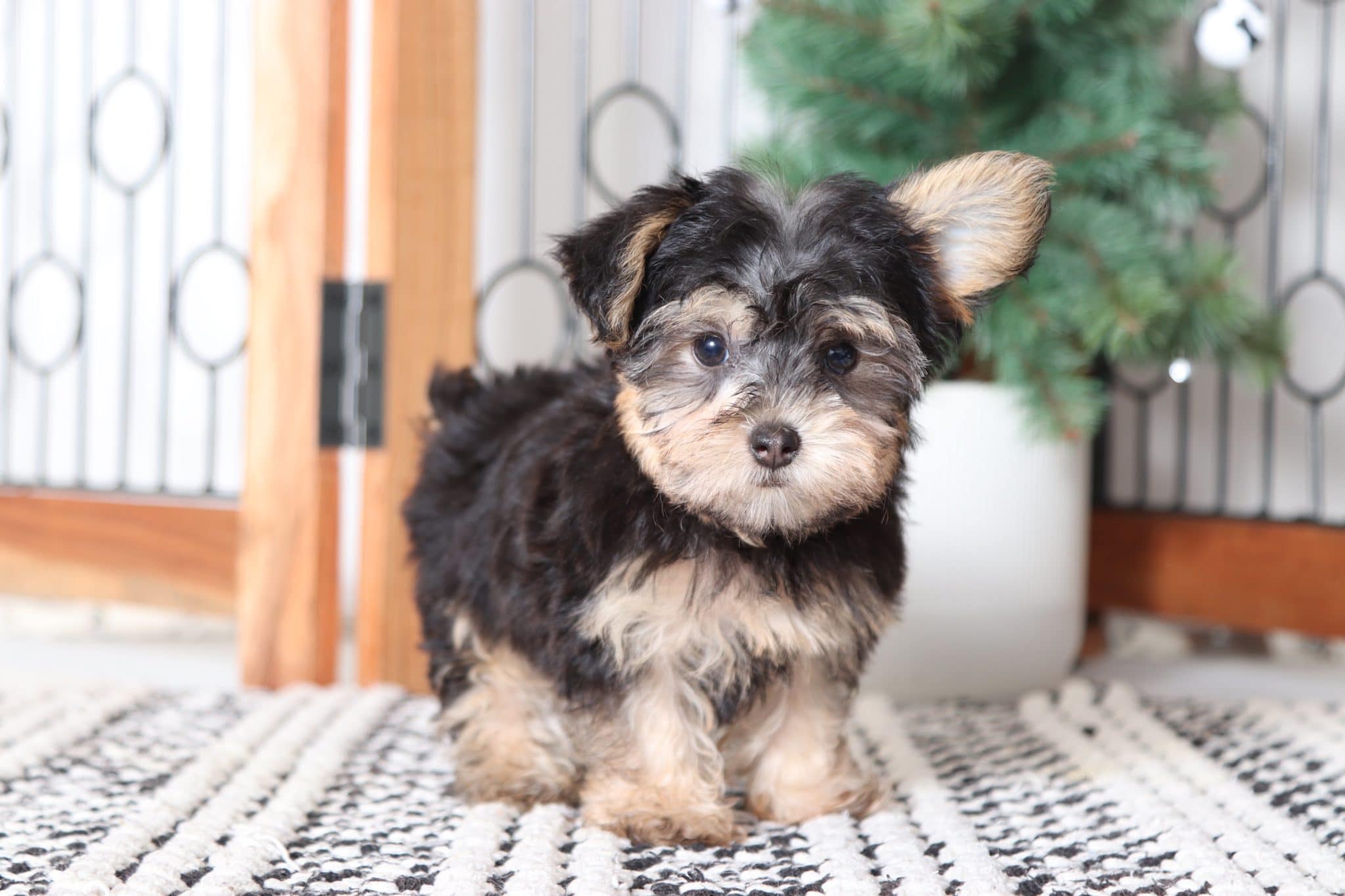 Remy - Handsome Little Teacup Male Yorkie-Poo