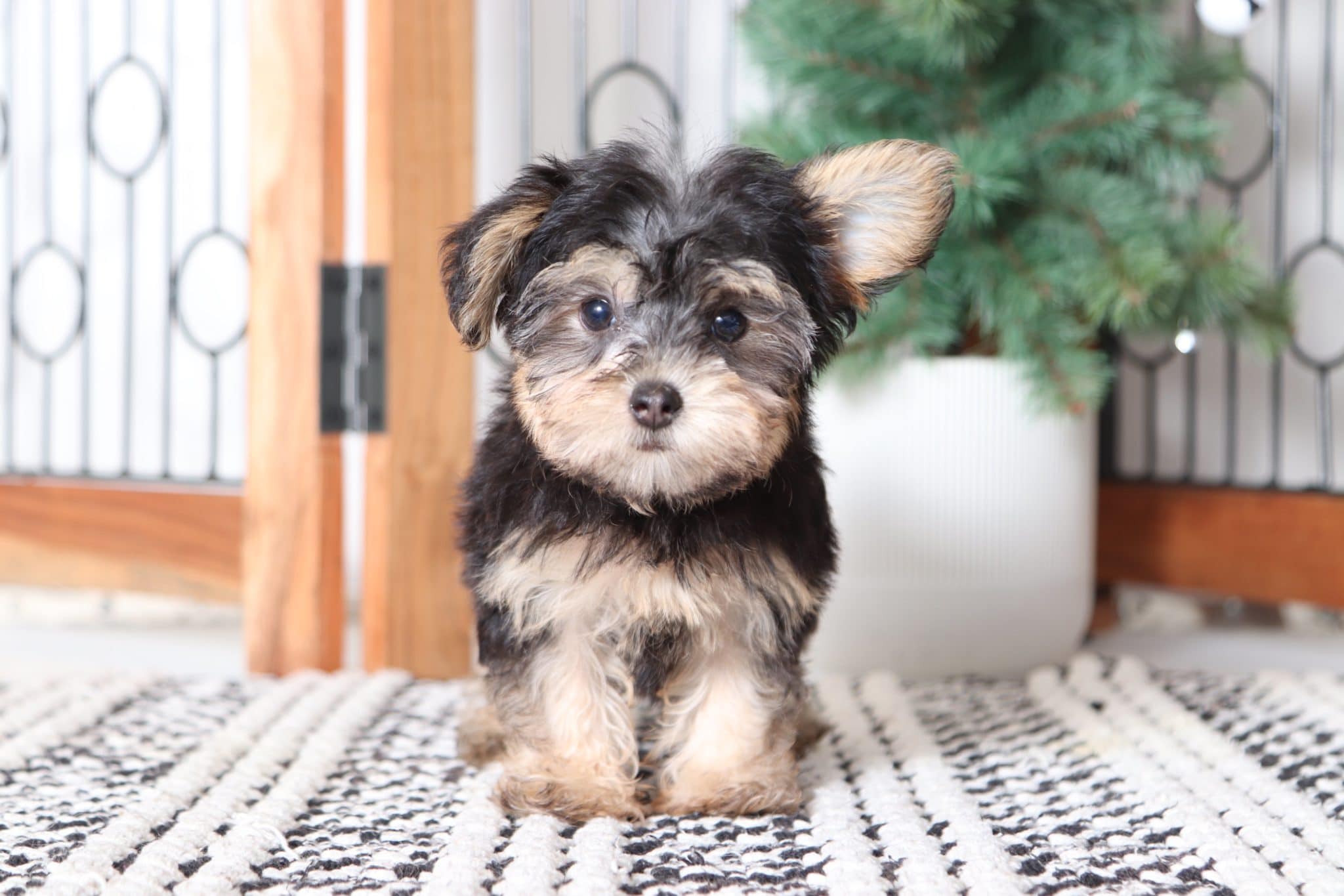Remy - Handsome Little Teacup Male Yorkie-Poo - Image 3