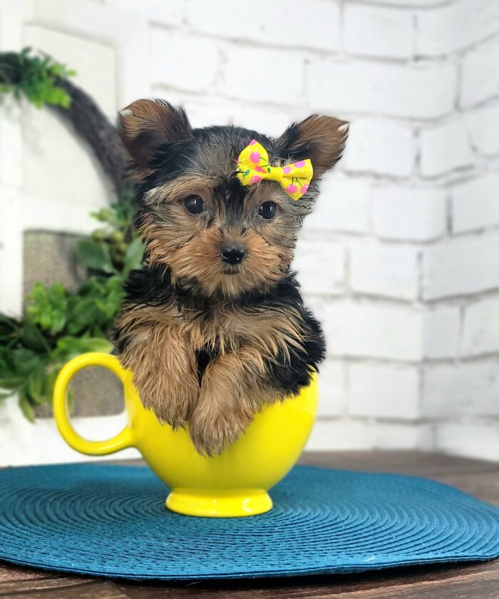 Josie - Gorgeous Teacup Female Yorkie
