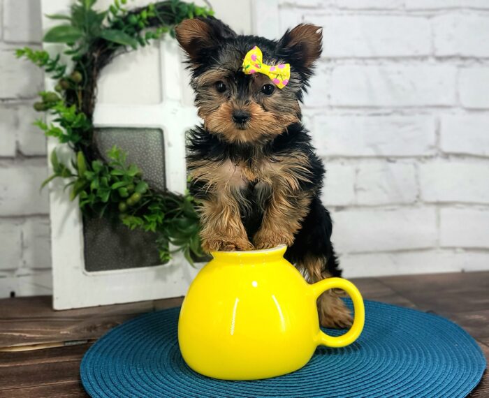 Josie - Gorgeous Teacup Female Yorkie - Image 3