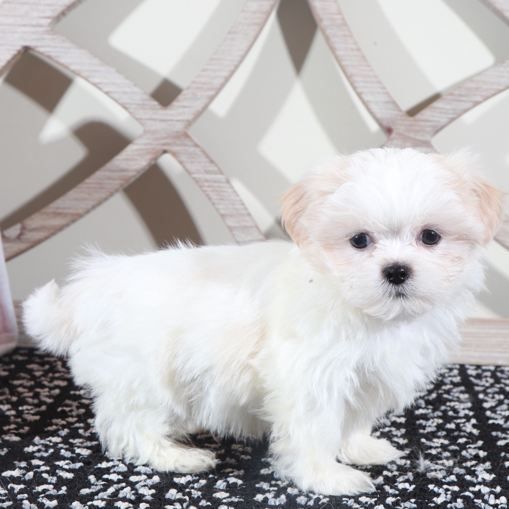 Rex- Cute ACA Shih-Tzu